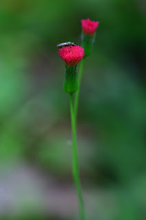 red flower with bug