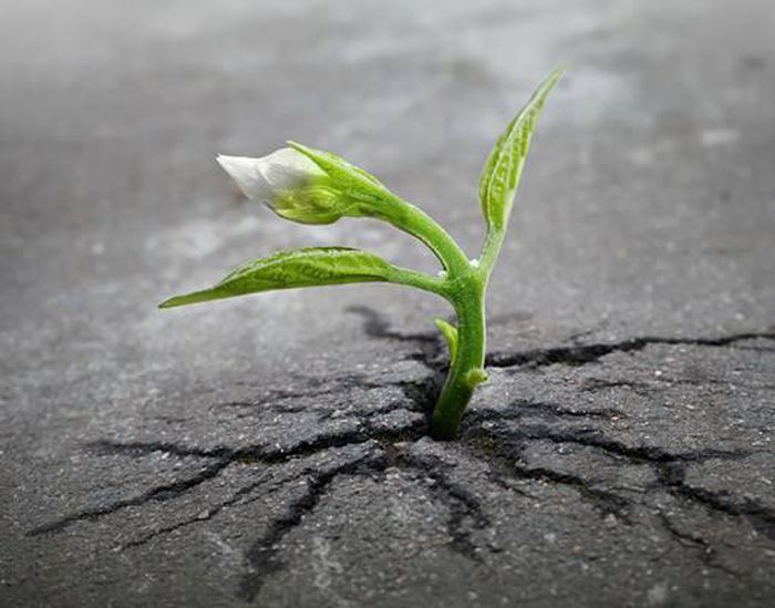 Đoạn văn vượt qua nghịch cảnh