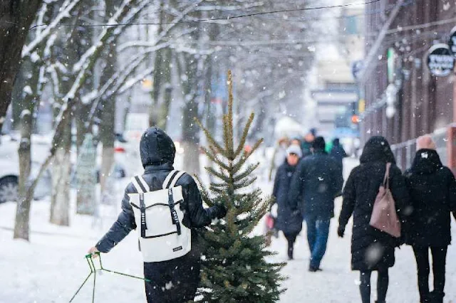 Los árboles de Navidad viejos pueden convertirse en combustibles