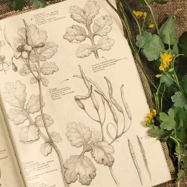 Chistotel-bolshoj, Chelidonium majus: botanical pencil sketch, floral art, sketchbook collection, botanical illustration, field plants