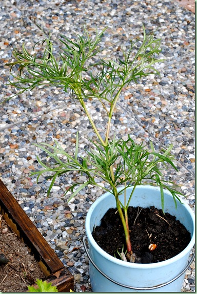 Paeonia tenuifolia