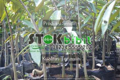 BIBIT POHON JERUK PURUT Jeruk Purut dalam bahasa latin disebut Citrus hystrix yang berarti jeruk landak | Tag  bibit jeruk nipis manis bibit jeruk keprok siem