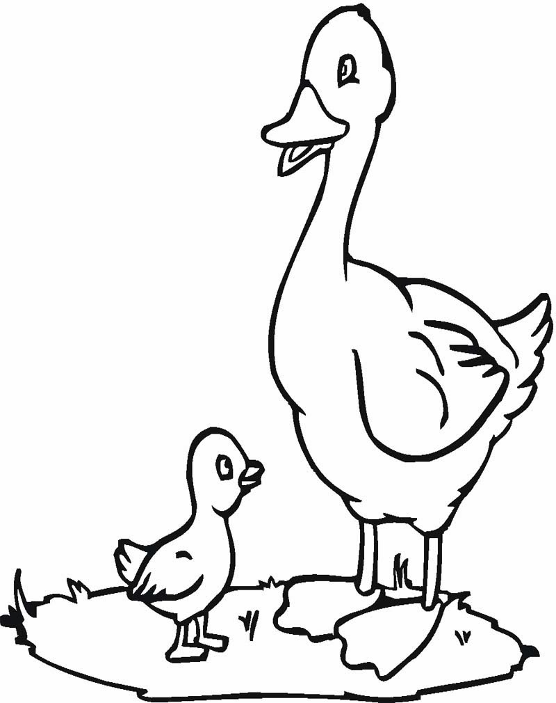 Gambar Sketsa Mewarnai Gambar Hewan Domba Binatang Buas di Rebanas