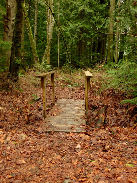 Trail leading to Haslam Creek (2013-02-01)