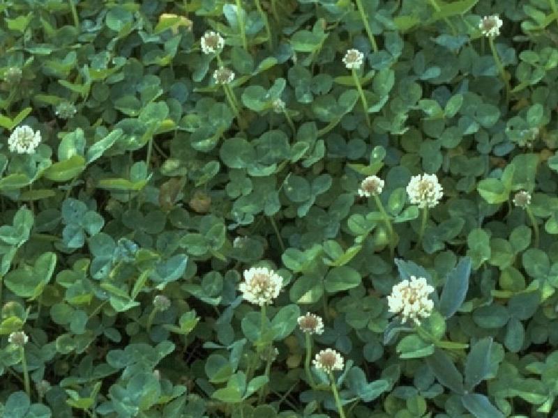 Clover Seeds