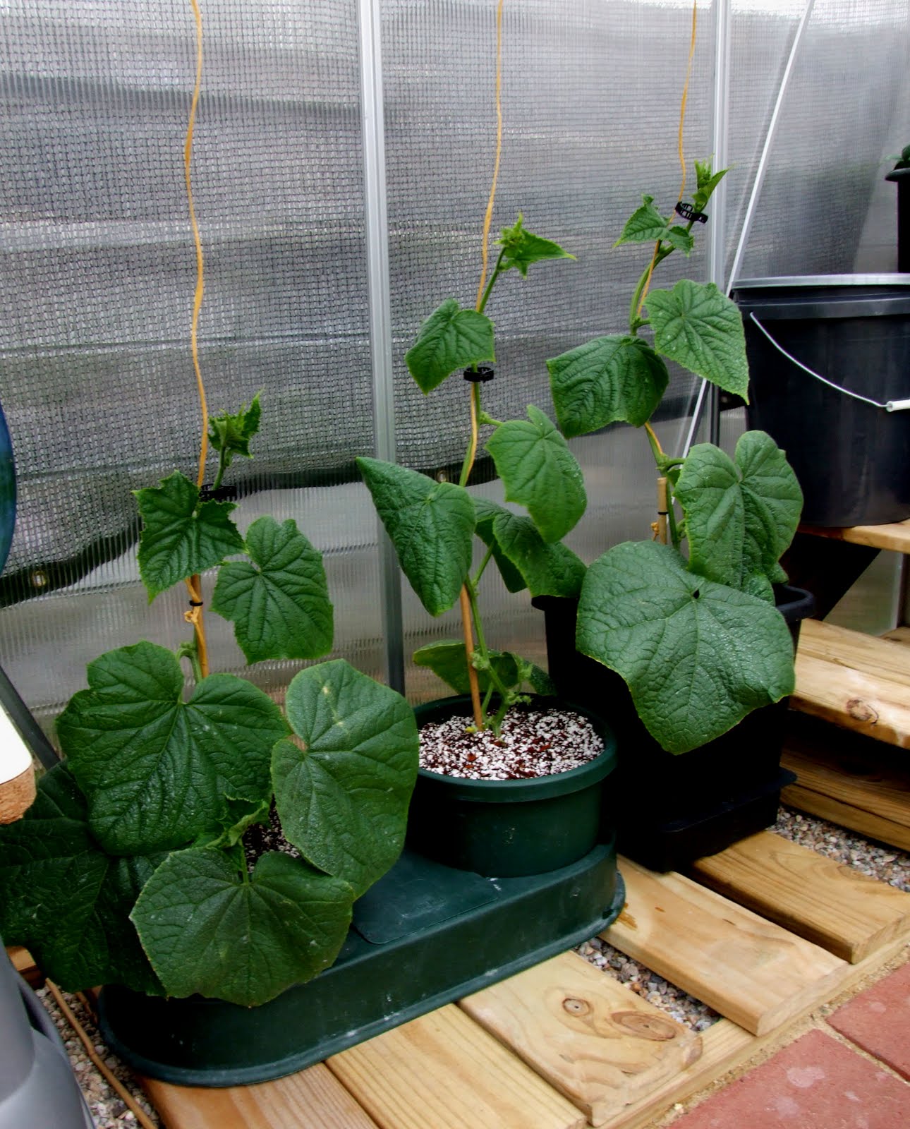 Hydroponic Workshop: Telegraph Improved cucumbers