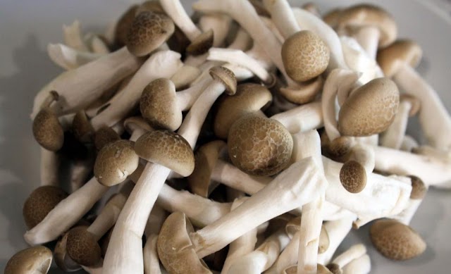 Top 5 Proven Health Benefits of Mushrooms | Sikhachauhan