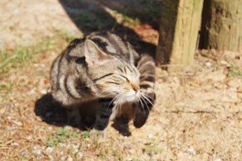 The Cat Tom