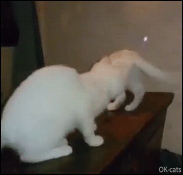 Funny Cat GIF • 2 Kitten jump fails for the price of one. Playful kitties chasing laser dot have to learn what gravity means!