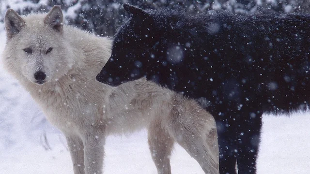 Wallpaper Winter, Snow, Wolves, Predator