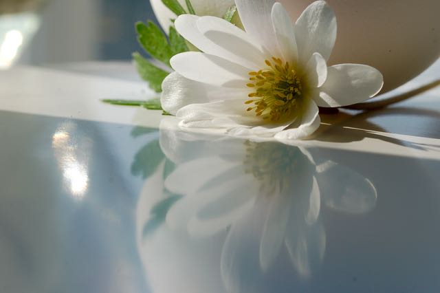 White Anemone Photo