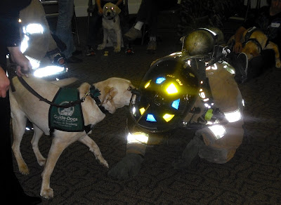 Reyna decides the firefighter wants to play with her as he lays on the ground and she does a play bow.