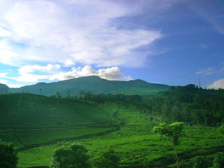 Berwisata Ke Lembang Bandung perkebunan teh