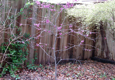 Annieinaustin Cercis Forest Pansy