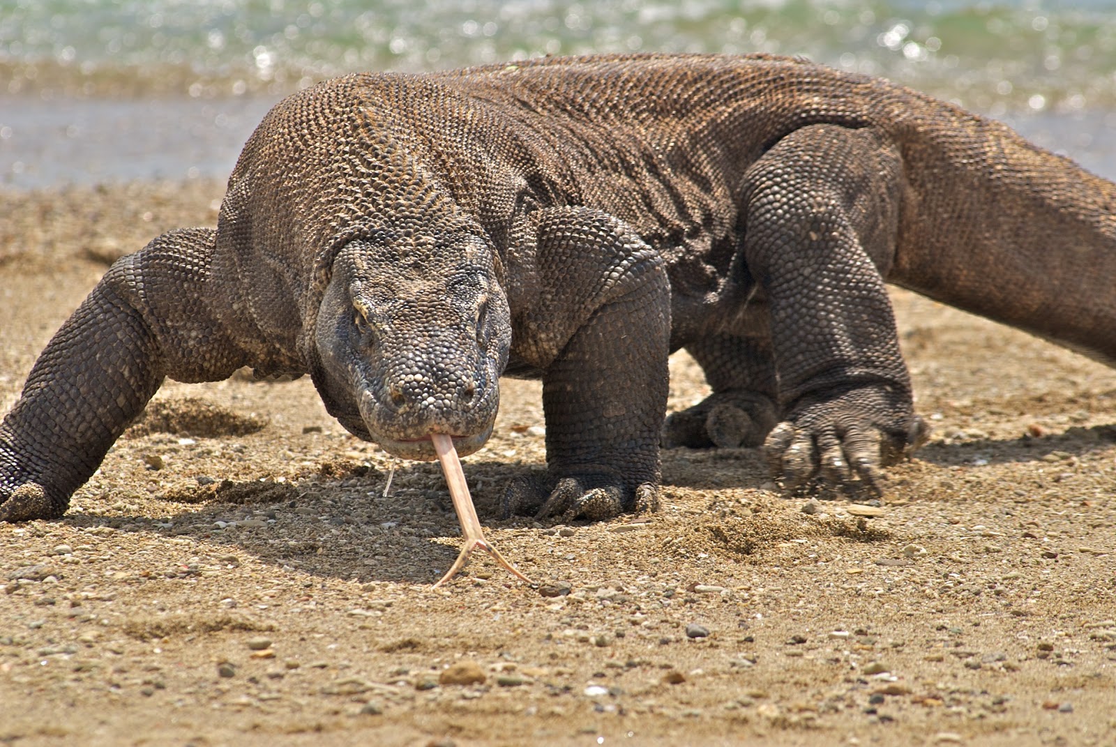 Teks Laporan Hasil Observasi Tentang Komodo ZULBLOGGER