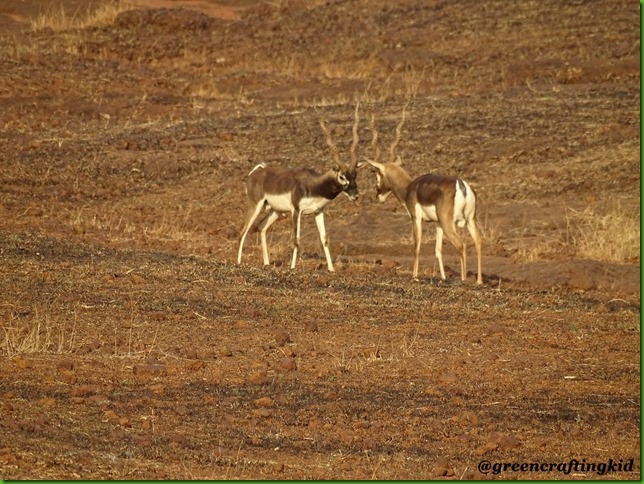 Blackbuck8