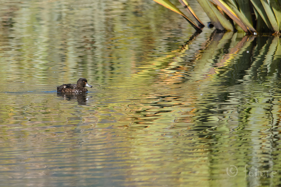 Maoori vart, Aythya novaeseelandiae, Papango, New Zealand Scaup, part, Black Teal