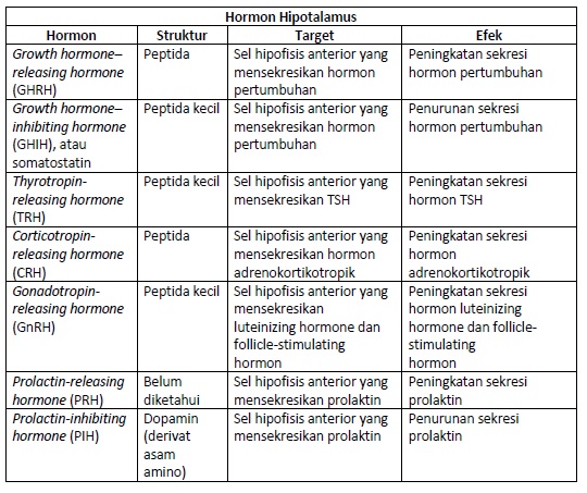 Daftar Hormon Hipotalamus, Struktur dan Efek Yang Ditimbulkan.
