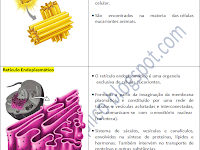 Estrutura E Função Dos Componentes Das Células
