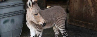 zonkey