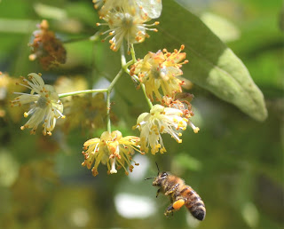Kwiaty lipy i pszczoła