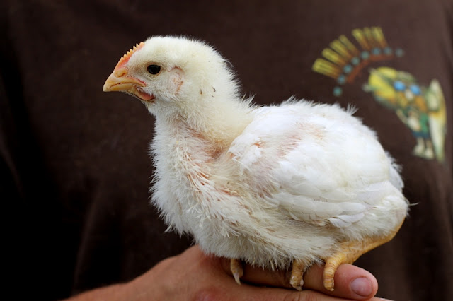 Broiler chick day 15