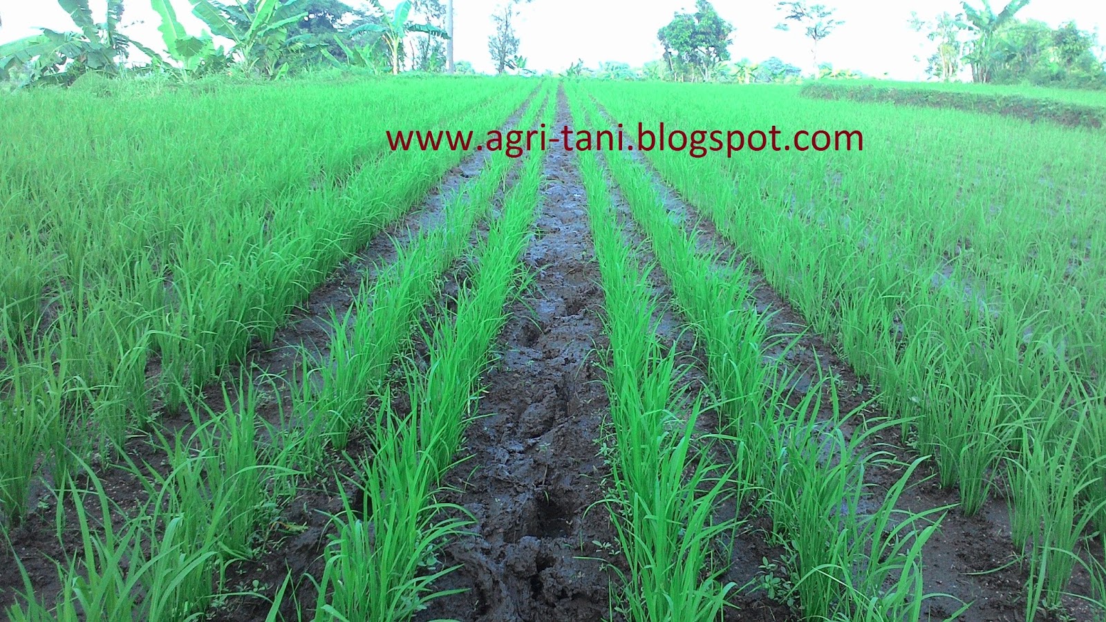 Agritani Budidaya Padi Jajar Legowo Super