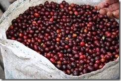 coffee_15