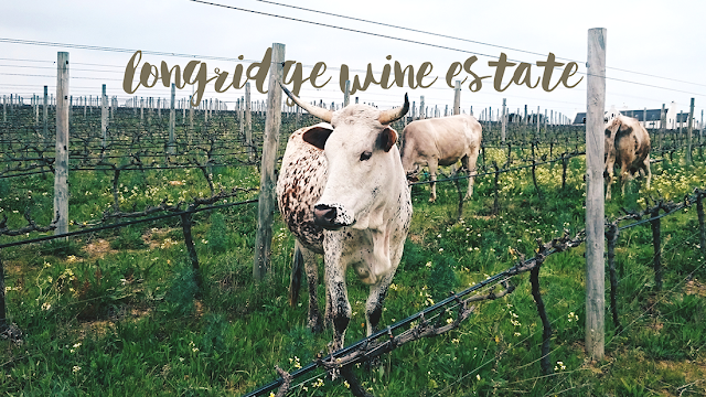 longridge wine estate, nguni cow