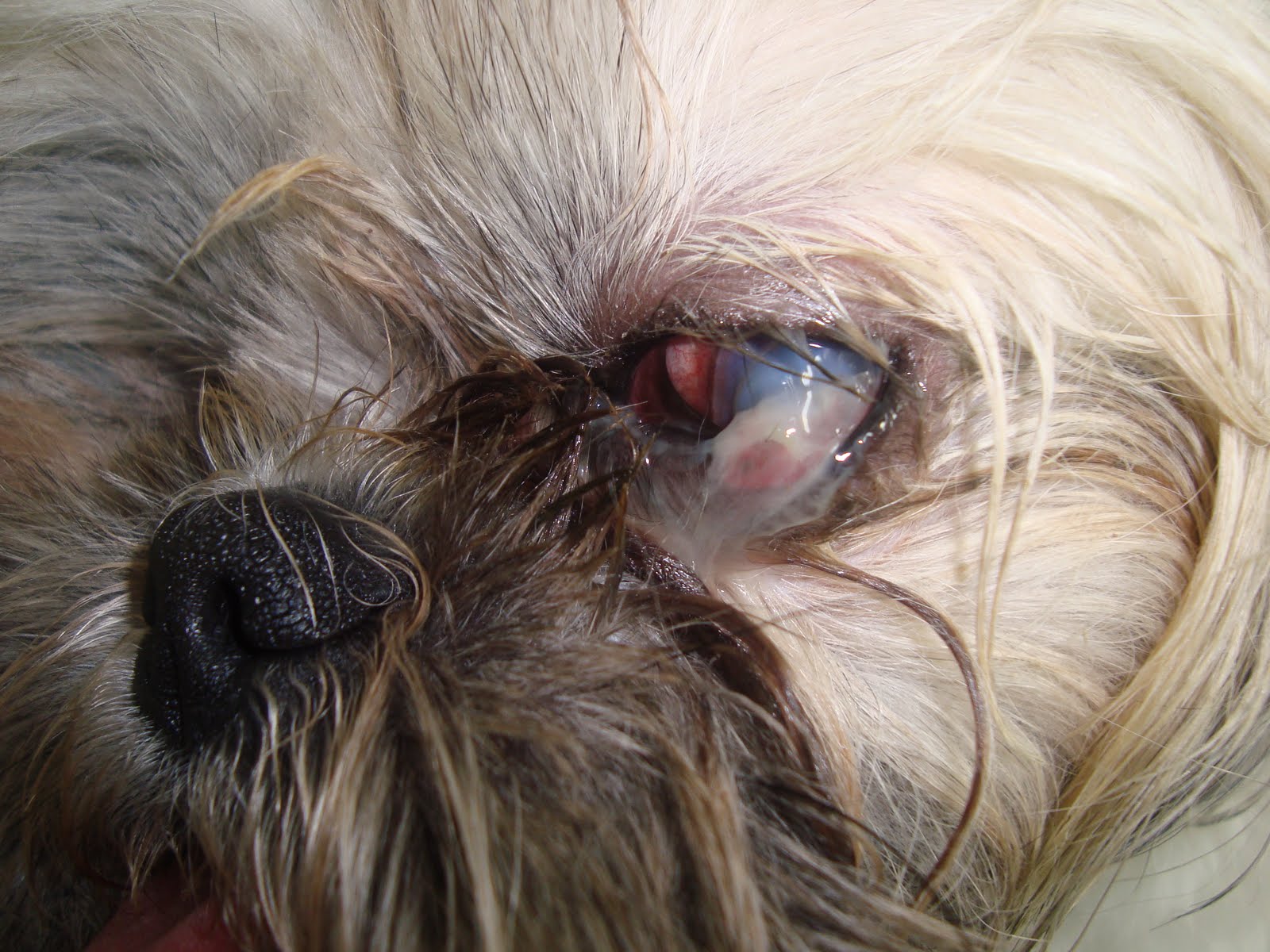 Oftalmologia Animal Ulcera De Cornea Em Melting