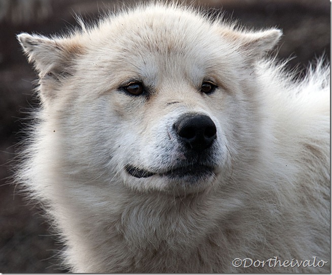 hund