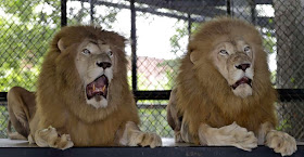 Funny animals of the week - 22 November 2013 (35 pics), two lion with funny faces