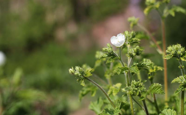 Potentilla Rupestris