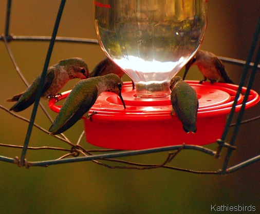 18. hummers-kab