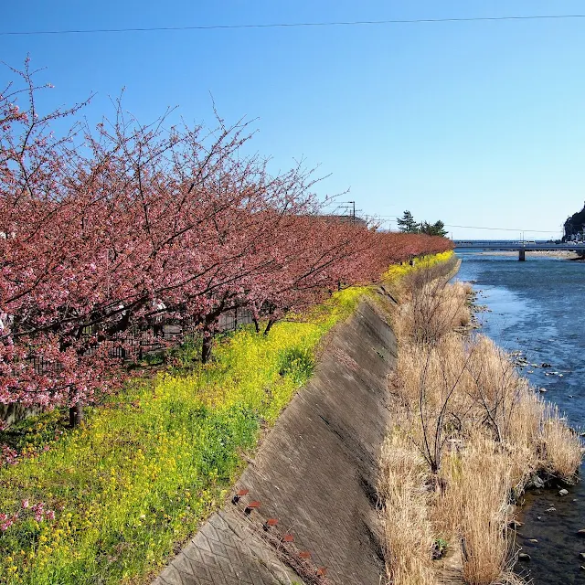 国道135号　河津　菜の花　河津桜