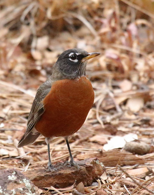 American Robin