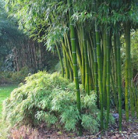 Bamboo Varieties4