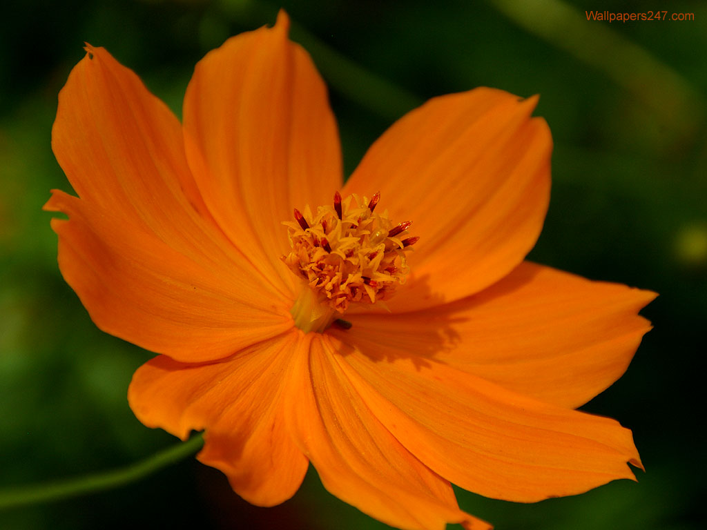 orange flowers wallpaper orange flowers wallpaper orange flowers ...