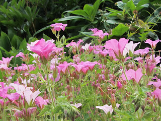 Pink flower group