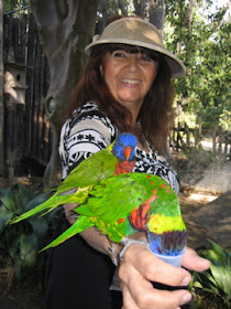 Lorikeets head diving for their nectar: LadyD Books