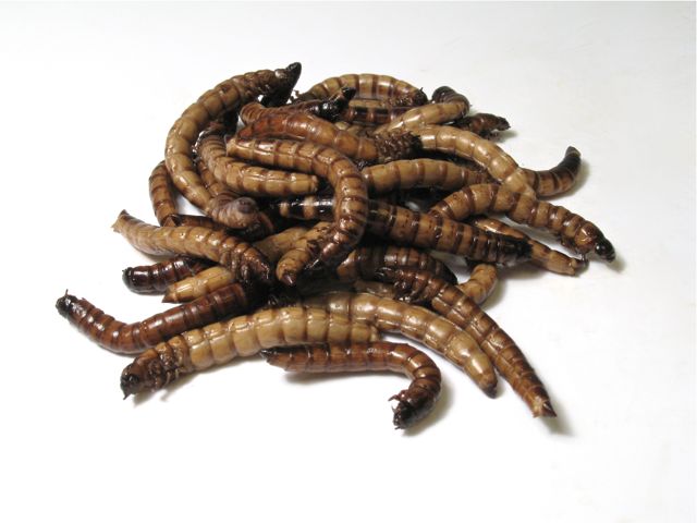 Breeding Super Morio Worms Breeding Super Worms Follow