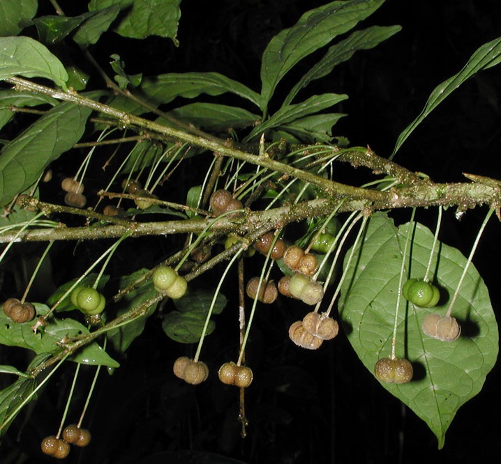 ALAM TUMBUHAN: KELUARGA GETAH / PATIKANIA (Euphorbiaceae 