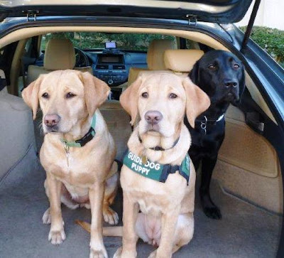 two yellow and one black Lab in car