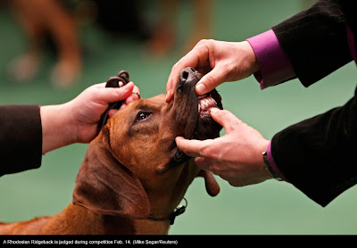 135th Westminster Kennel Club Dog Show at Madison Square Garden in New York City