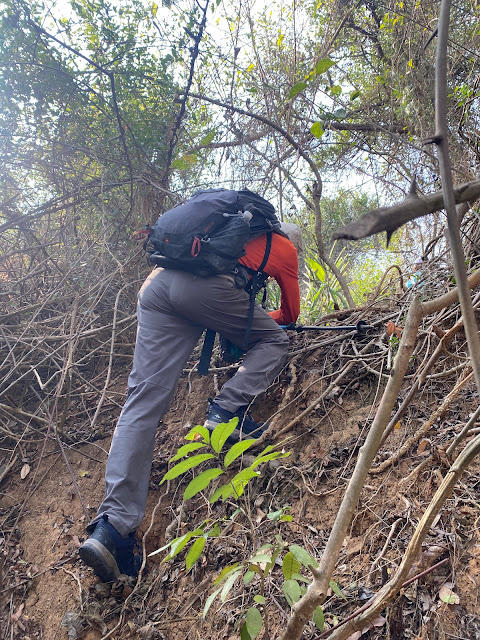 往上茄苳