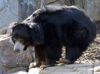 The Bear of Mysore