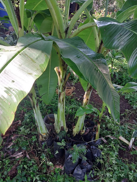 Ensete glaucum