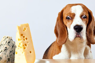 mi perro puede comer queso fresco