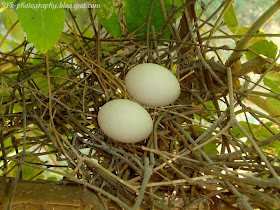 Dove Nest/Eggs Picture