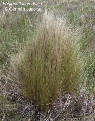 Festuca lilloi